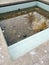 unmaintained outdoor swimming pool with algae floating on the water surface.