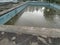 unmaintained outdoor swimming pool with algae floating on the water surface.