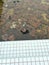 unmaintained outdoor swimming pool with algae floating on the water surface.