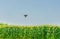 Unmanned aircraft Dorn Corn farm, agricultural automation, digital farming