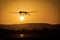 An unmanned drone low pass in sunset