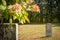 Unmarked gravestones in a sunny cemetery.