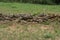 Unmortared field stone wall of rough, unworked stones