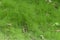 Unmown green lawn. Wild grass with fallen leaves. Natural background. Ecology concept