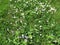 Unmown meadow with daisies, cranesbill, clover, grass and dandelion