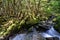 Unnamed creek in Kahurangi National Park, New Zealand
