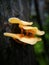 Unnamed mushroom growing from the wooden