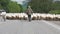 UNNAMED PLACE, GEORGIA - JUNE 17, 2017: Shepherds drive a flock of sheep and rams. Livestock took the roadway. Traffic