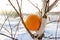 An unnatural phenomenon does not happen, an orange on a birch tree in winter in Russia