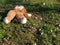 An unnecessary forgotten toy on the grass. A torn teddy bear lies on the ground. Violence and forgetfulness concept