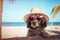 unny black dog with summer straw hat and sun glasses.