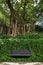 Unoccupied bench, vines and big & old trees