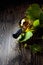 An unopened bottle of white wine and grapevine on an old wooden table