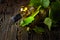 An unopened bottle of white wine and grapevine on an old wooden table