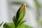 Unopened Bud of indoor hibiscus, selective focus, close-up. Concept: cultivation of hibiscus sabdariffa in the home,