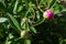 unopened Bud of peony in the garden