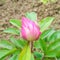 Unopened bud of pink peony flower growing in the garden