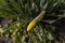 Unopened buds of daffodils in the drops of dew. Close up. Selective focus