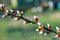 Unopened buds of Prunus tomentosa\'s flowers