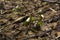 Unopened buds of snowdrops among forest litter in early spring