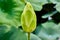 Unopened bulb of Nelumbo lutea, American Lotus flower in a sea of lilypads