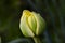 Unopened button of beautiful tulip
