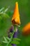 Unopened California Poppy