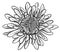 Unopened chrysanthemum sketch. An unusual flower. Element. The drawing is realistic in black and white style.