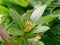 Unopened flower buds Jarum-jarum, in Clustered into many-flowered buds corymbiform inflorescences.