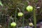 Unopened flower heads of a Sarracenia plants in garden