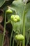 Unopened flower heads of a sarracenia plants in garden