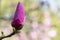 Unopened flower of the magnolia in the garden