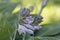 Unopened hosta flower bud close-up on foliage background