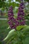 unopened lilac flowers, smartphone background