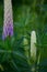 Unopened Lupine Flowers in a Wild Nature During Summertime. Stock Image