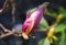 Unopened magnolia flower on the branch close up.