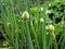 Unopened onion Bud in the garden