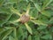 Unopened peony bud