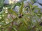 Unopened peony bud in the garden