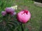 Unopened peony bud in the garden Closeup of pink peonies in the garden red peony macro burgundy peony flower. Selective focus