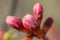 Unopened pink flowers on a wild shrub surrounded by green leaves close up