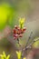 Unopened pink flowers on a wild shrub surrounded by green leaves close up