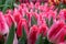 Unopened pink fringed tulips close up in green on blurred background in spring garden. Flower backdrop for your design. soft focus