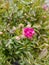 Unopened pink rosehip flower