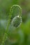 Unopened poppy bud