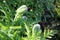 Unopened poppy buds on green background