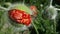 Unopened poppy flower bud close-up