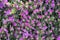 Unopened purple buds. Drosanthemum floribundum, rodondo creeper, pale dewplant, or dew-flower