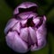 Unopened Purple Tulip