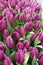 Unopened purple tulips closeup in fresh greenery. Natural vertical background with rich trendy colors for web banner and